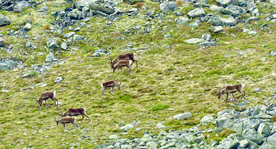 Dieren Jotunheimen National Park